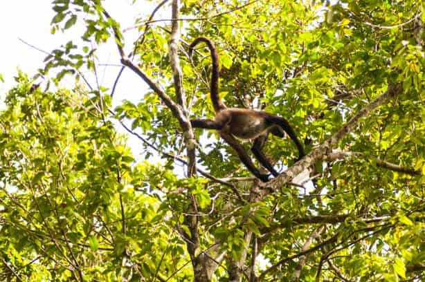 Howler Monkeys!! Guatemala Mayan Ruins