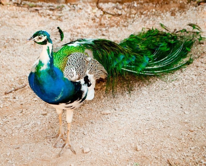 Lokrum island peacock