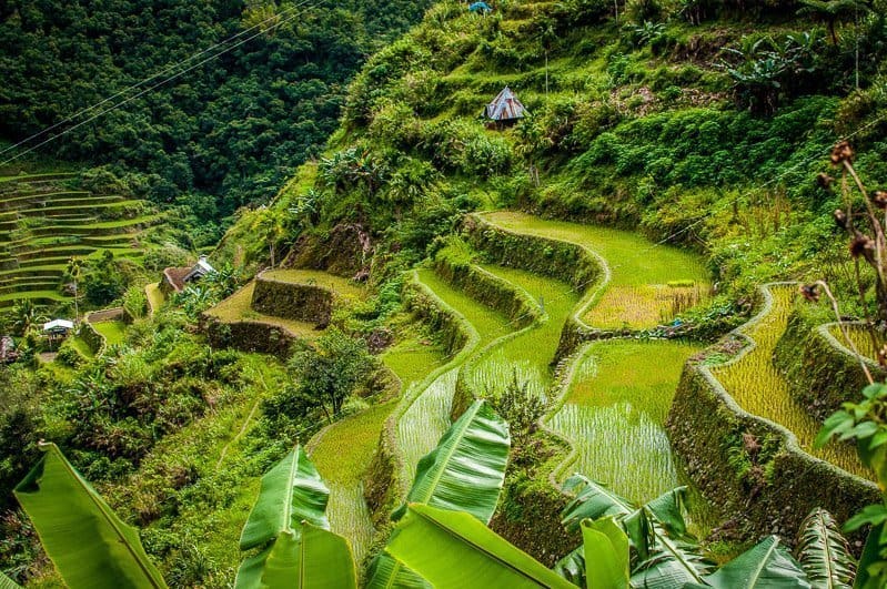 View looking down of the bright green terraced fields of the Banaue Rice Terraces