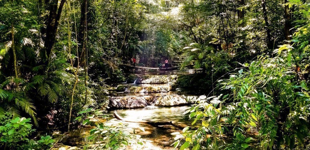 Jungle trek near Palenque ruins