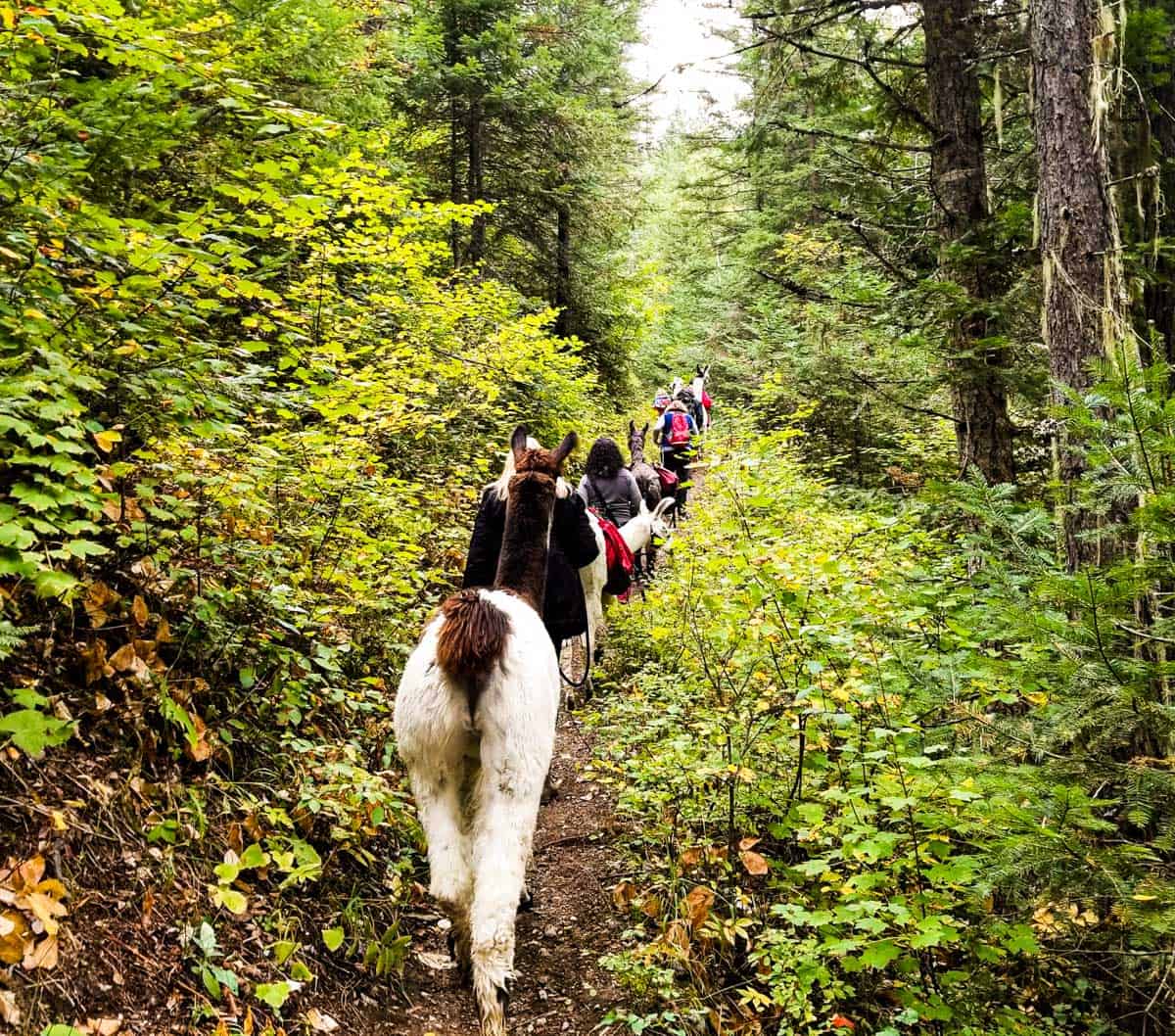 Brown and white Llama walking away from the camera led by a woman