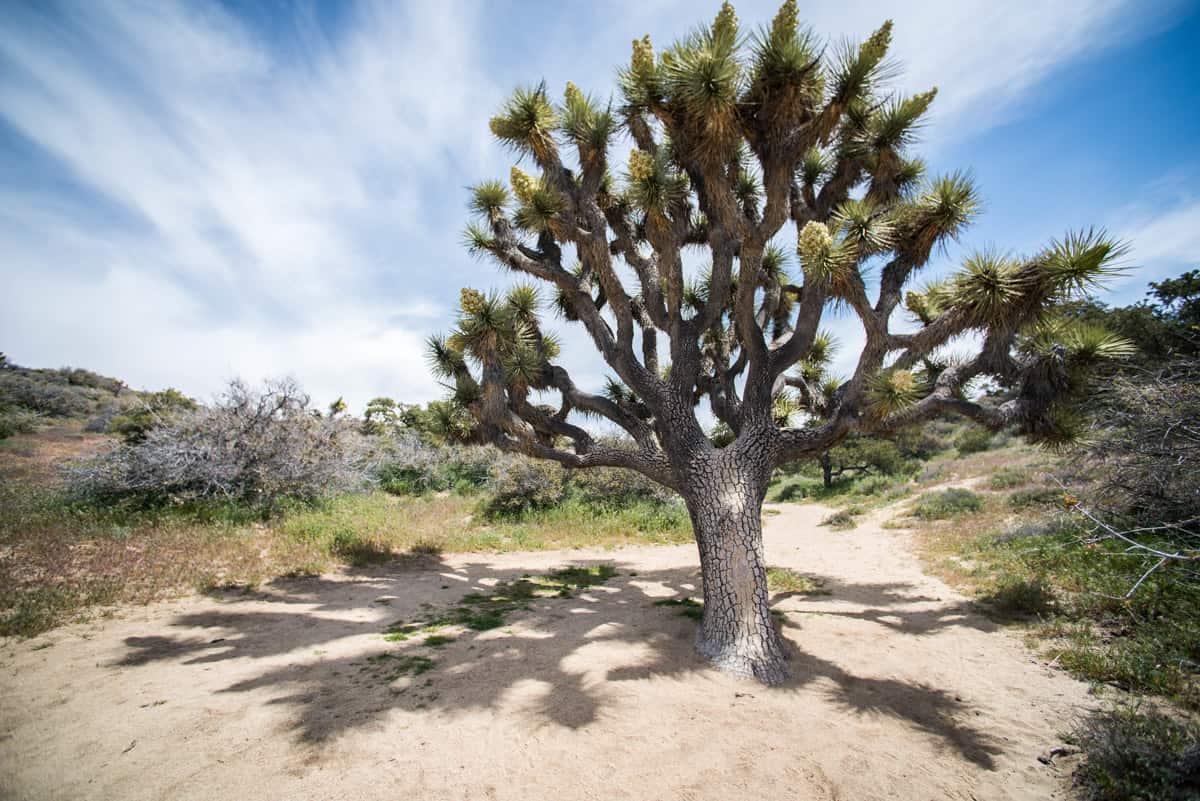 Joshua Tree hikes and things to do in Joshua Tree National Park