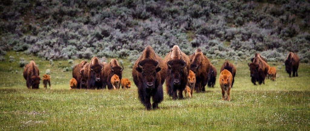 Adult and baby Bison in Yellowstone in Spring