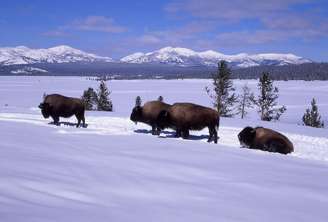 Bison in the snow at Yellowstone near Jackson Hole in winter