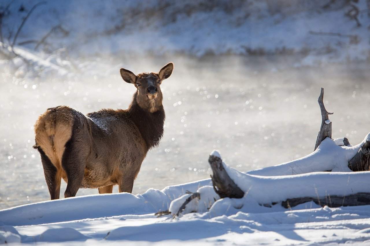 Female elk in the snow