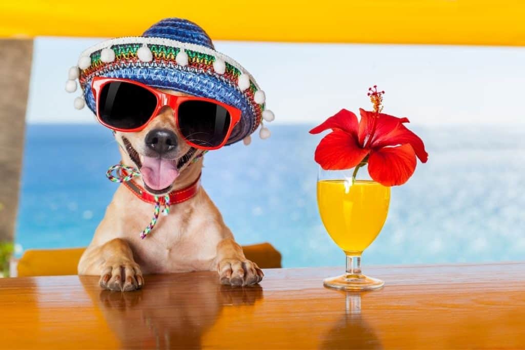Top Party Cities in Mexico: Beach Clubs, Nightclubs, Cantinas & More!