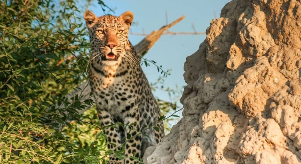 Wildlife experience destinations Botswana