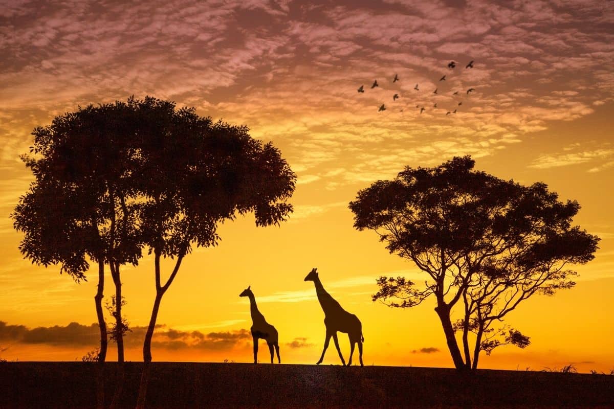 Wildlife experience destinations giraffes