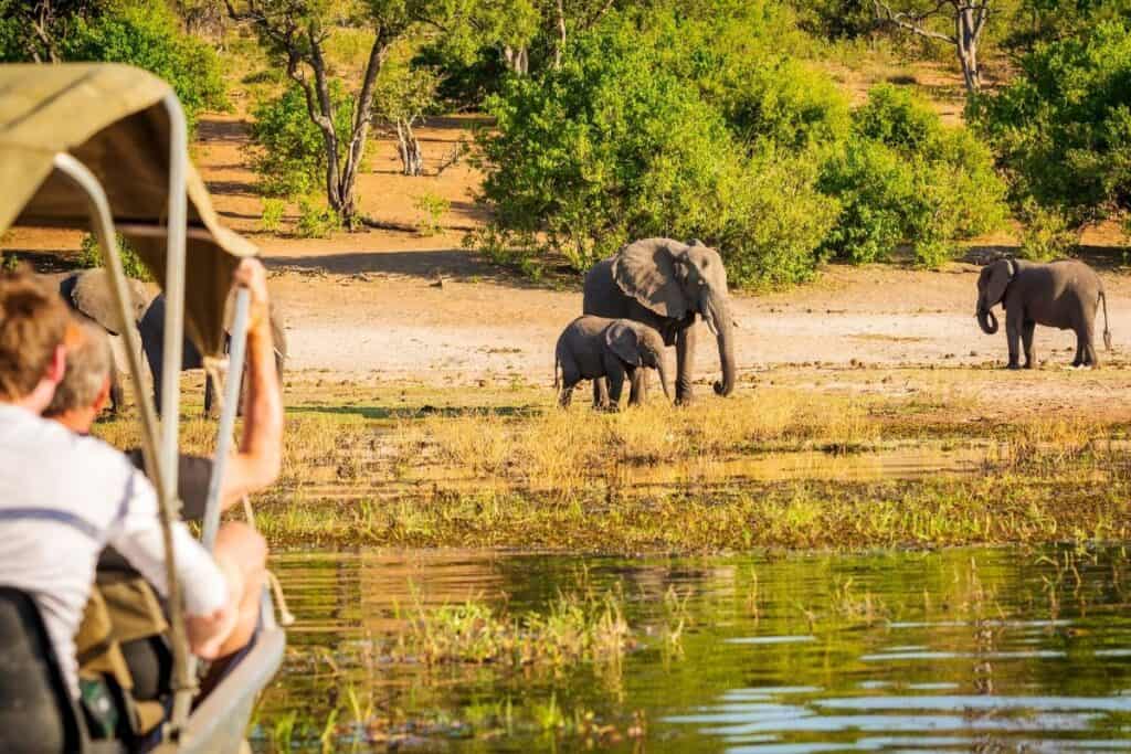 Wildlife experience destinations safari
